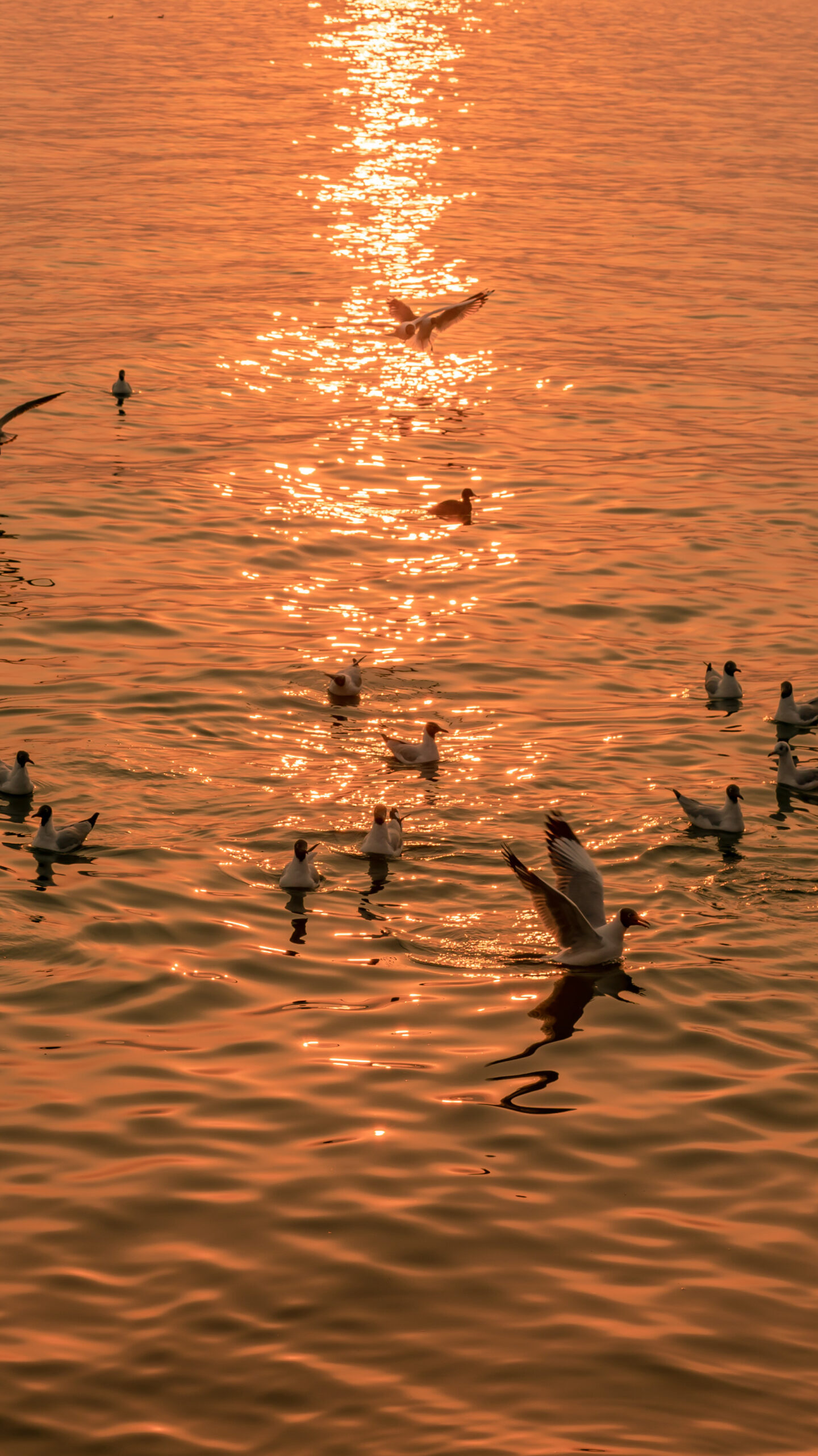 golden sunset seagulls on water water