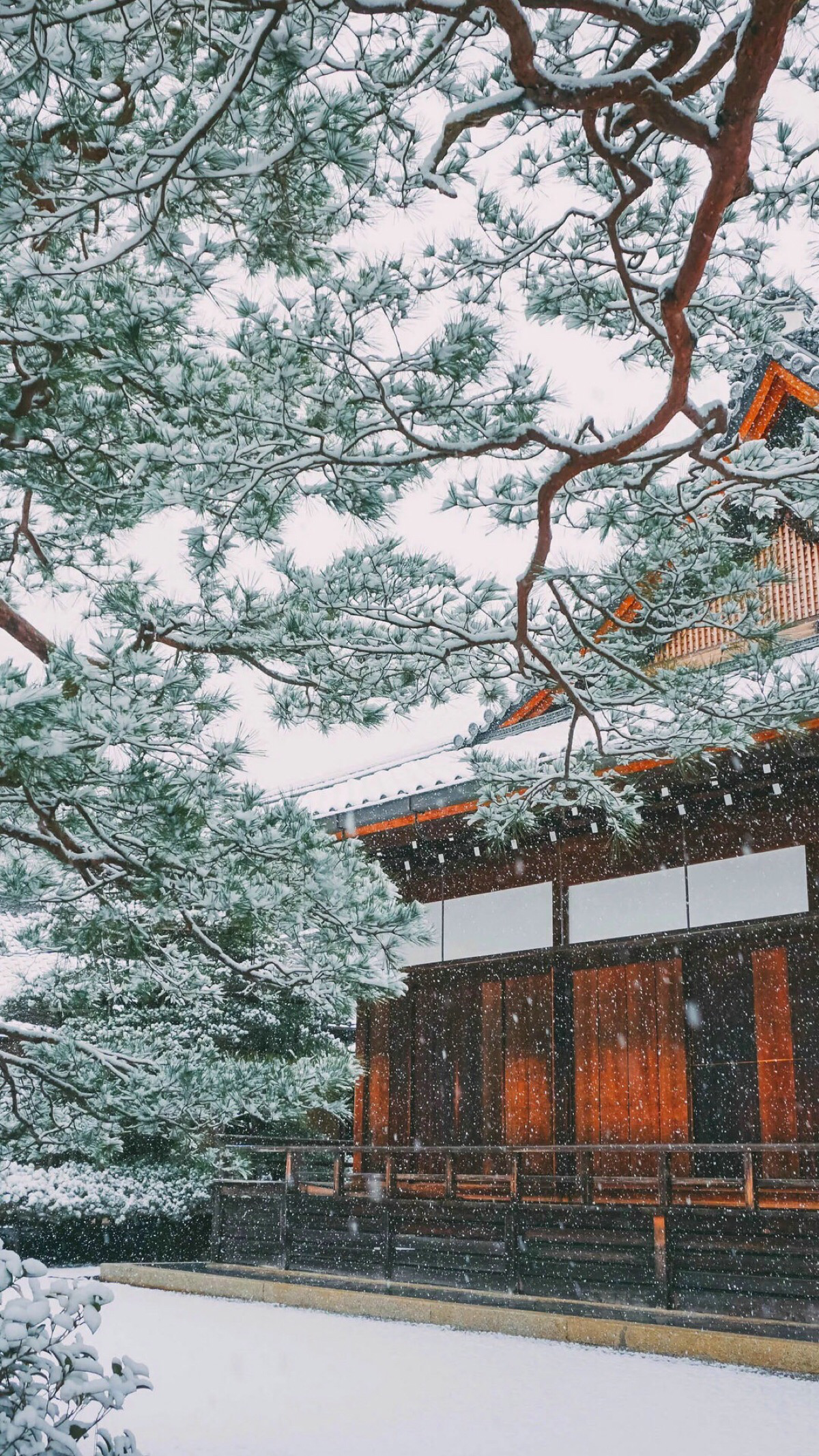 Japanese garden winter snow pine tree