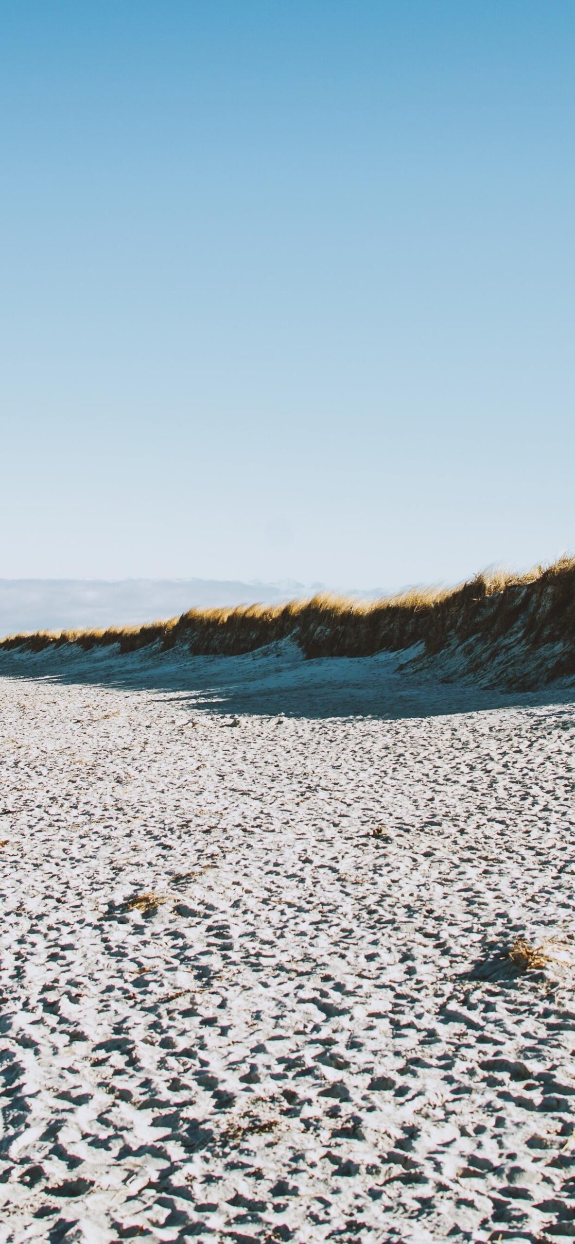 sandy beach tall grass dune vegetation