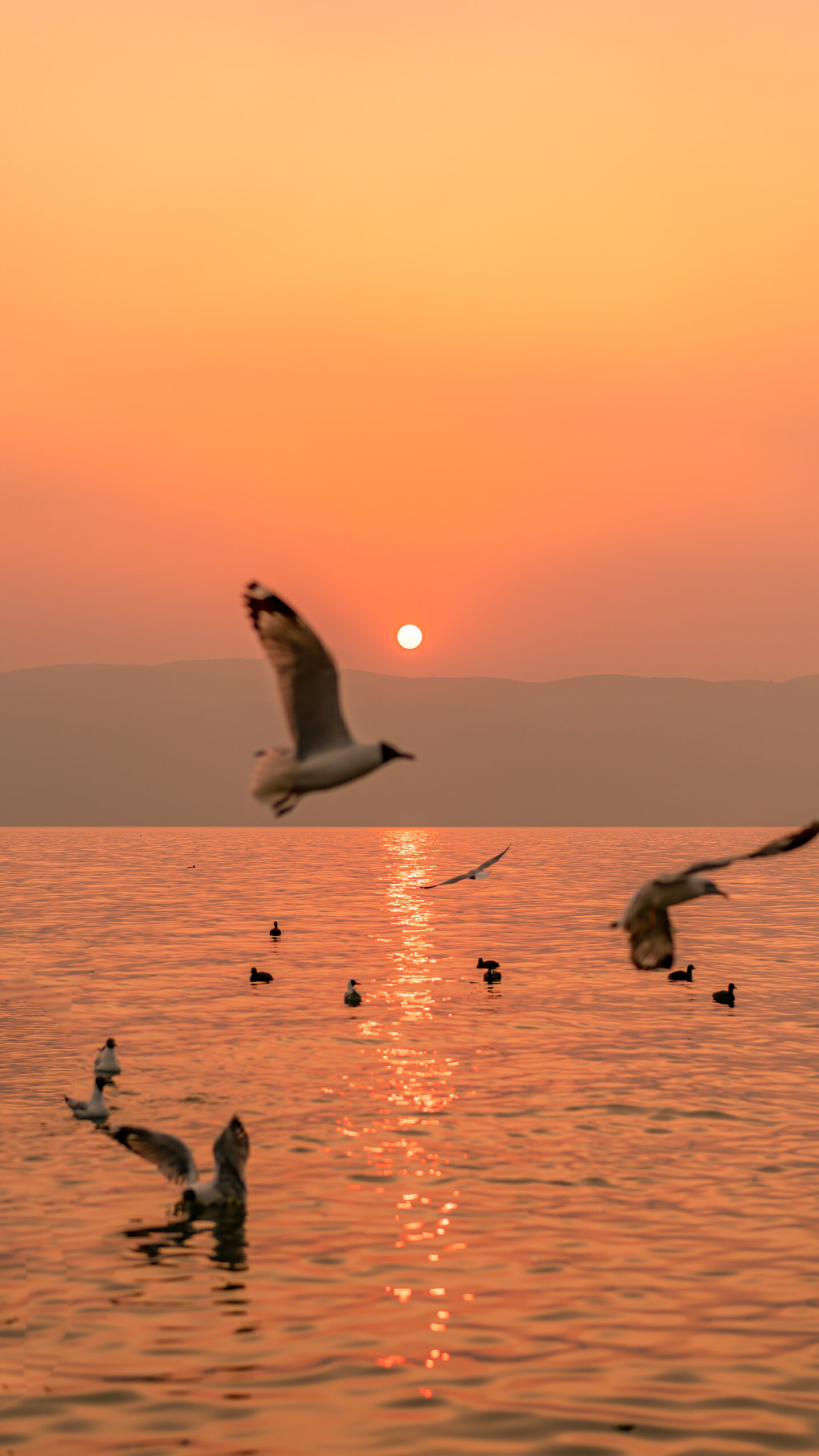 seagulls at sunset golden water ocean