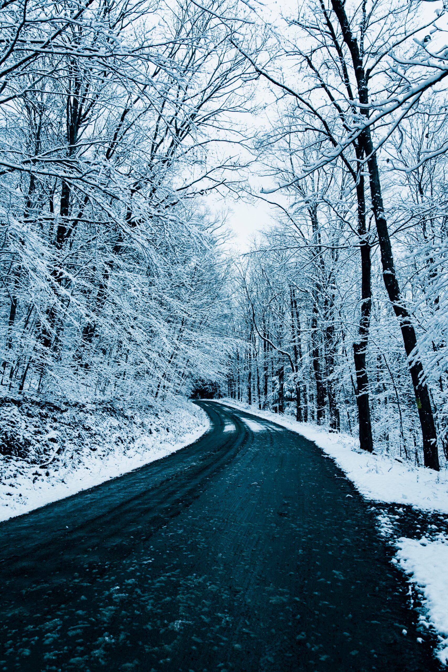 snowy road winter forest curving path