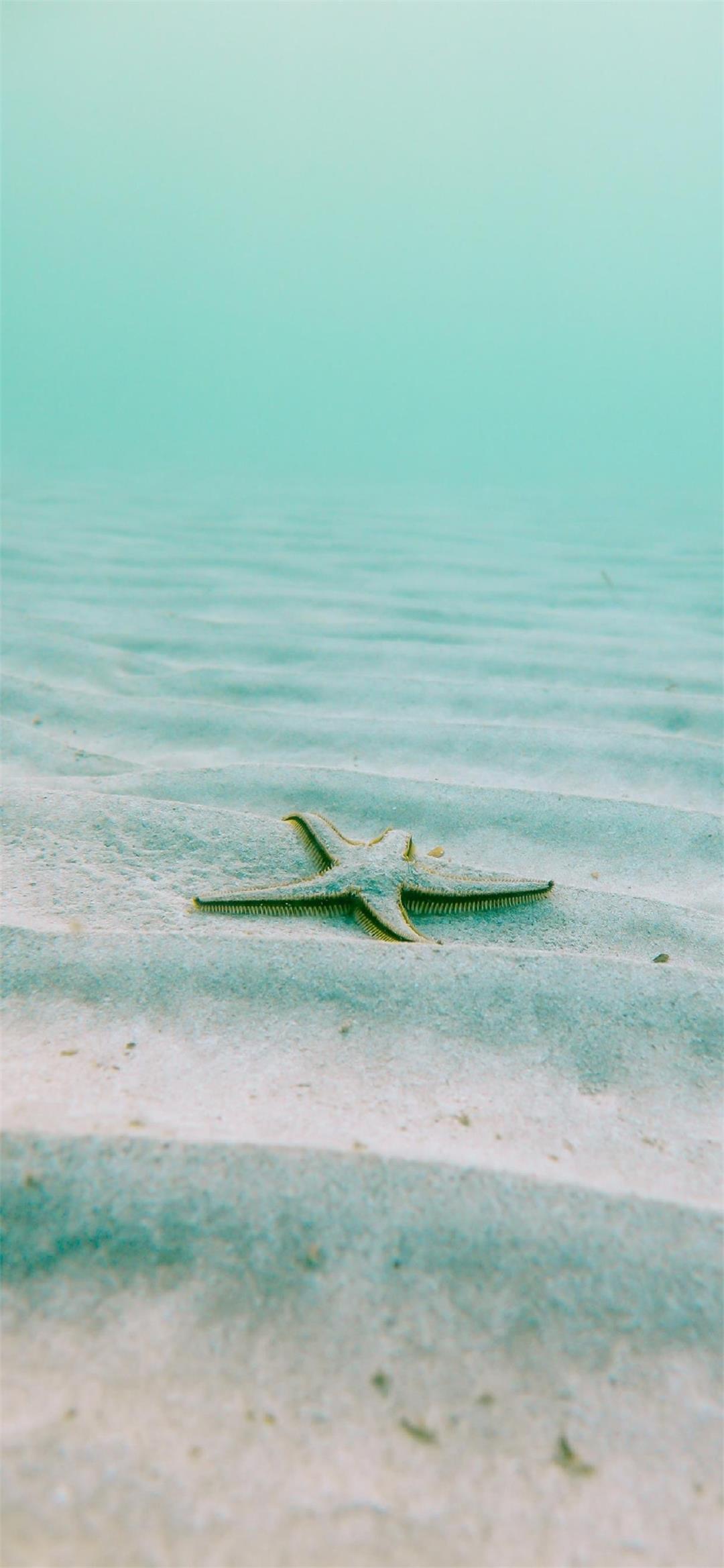 starfish on sand underwater shot clear