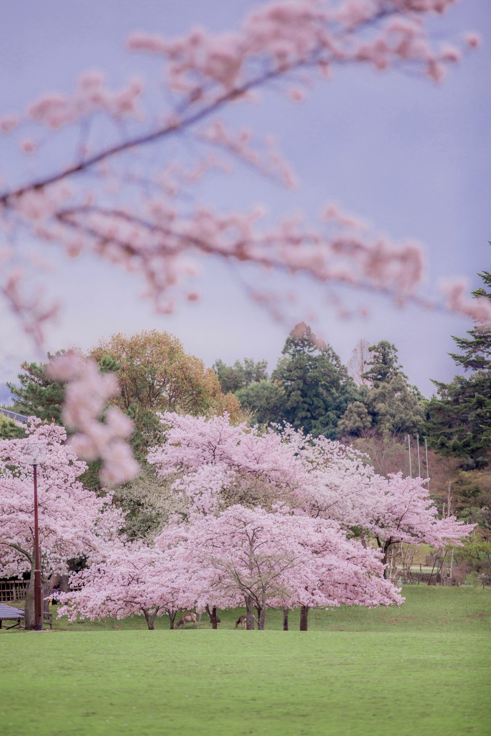 cherry blossom sakura park spring pink