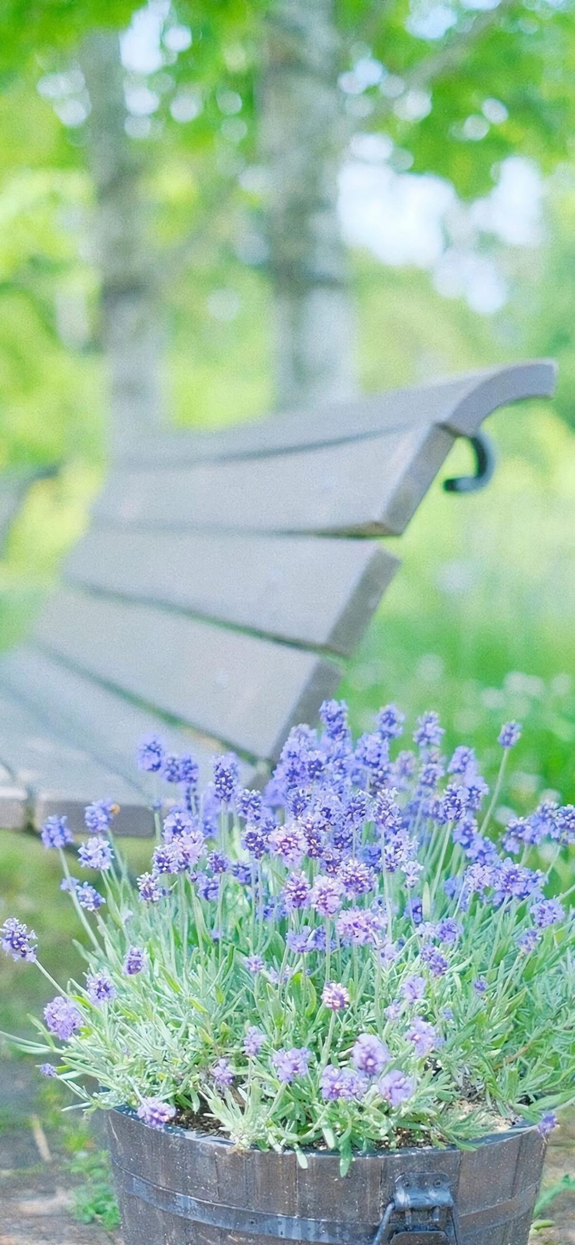 lavender flowers bench park summer