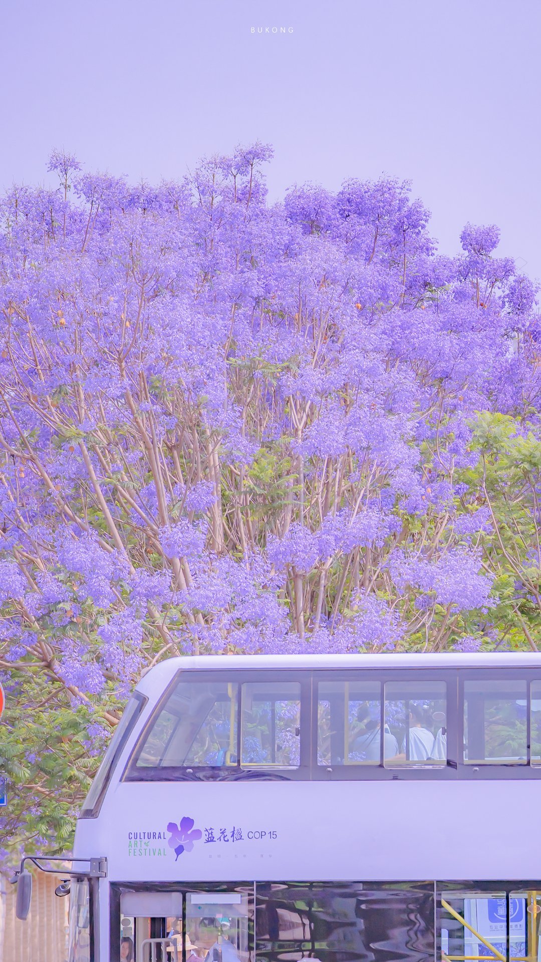 jacaranda purple flowers bus