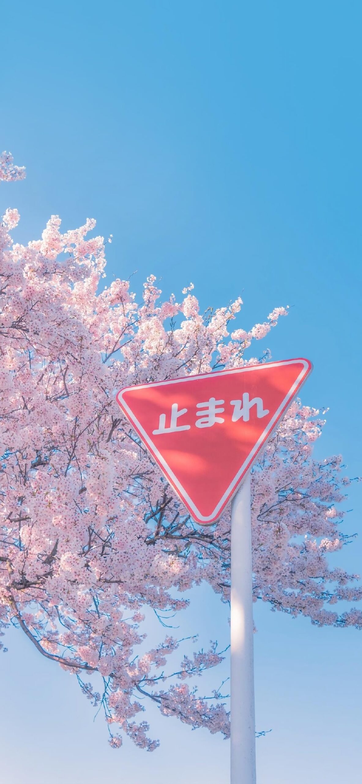 sakura cherryblossom japan stopsign