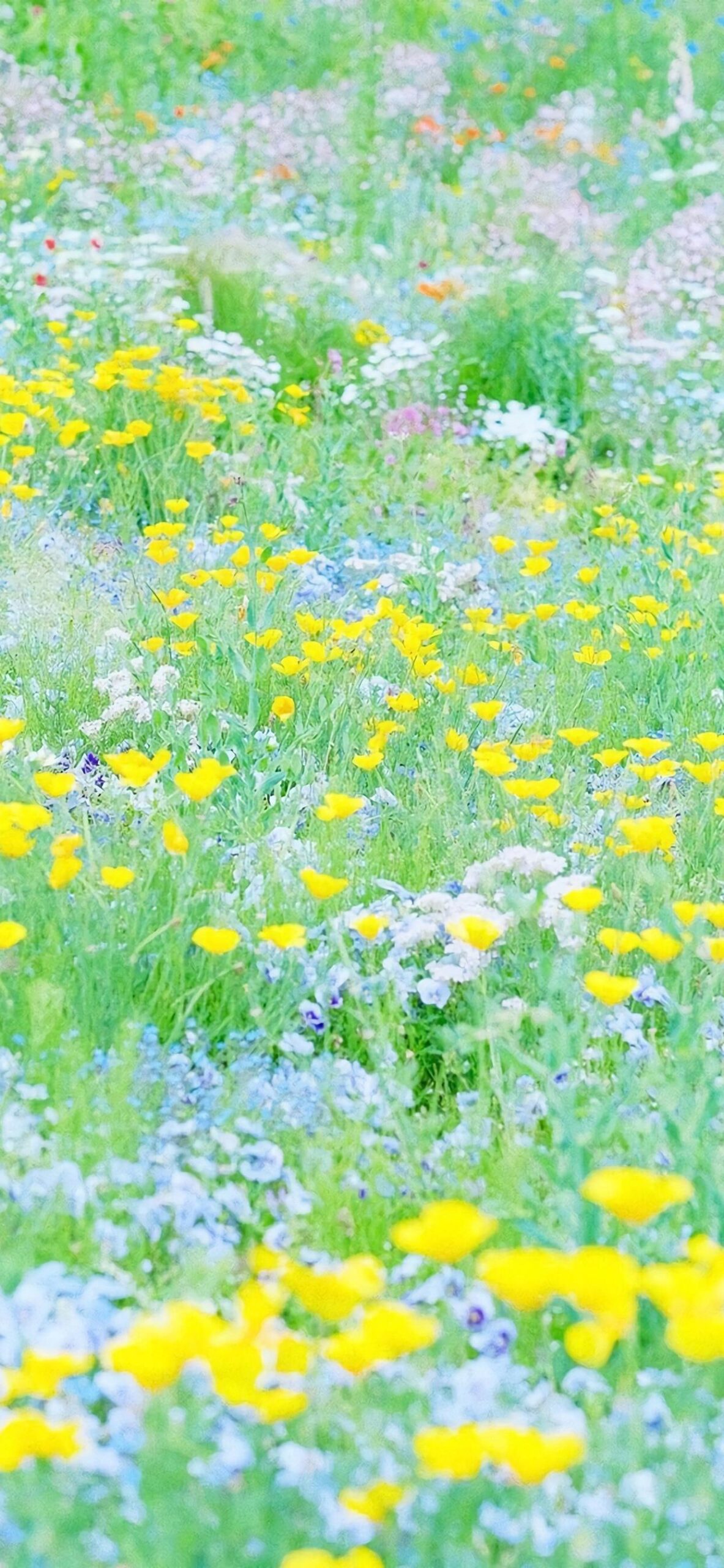 wildflowers field yellow green nature
