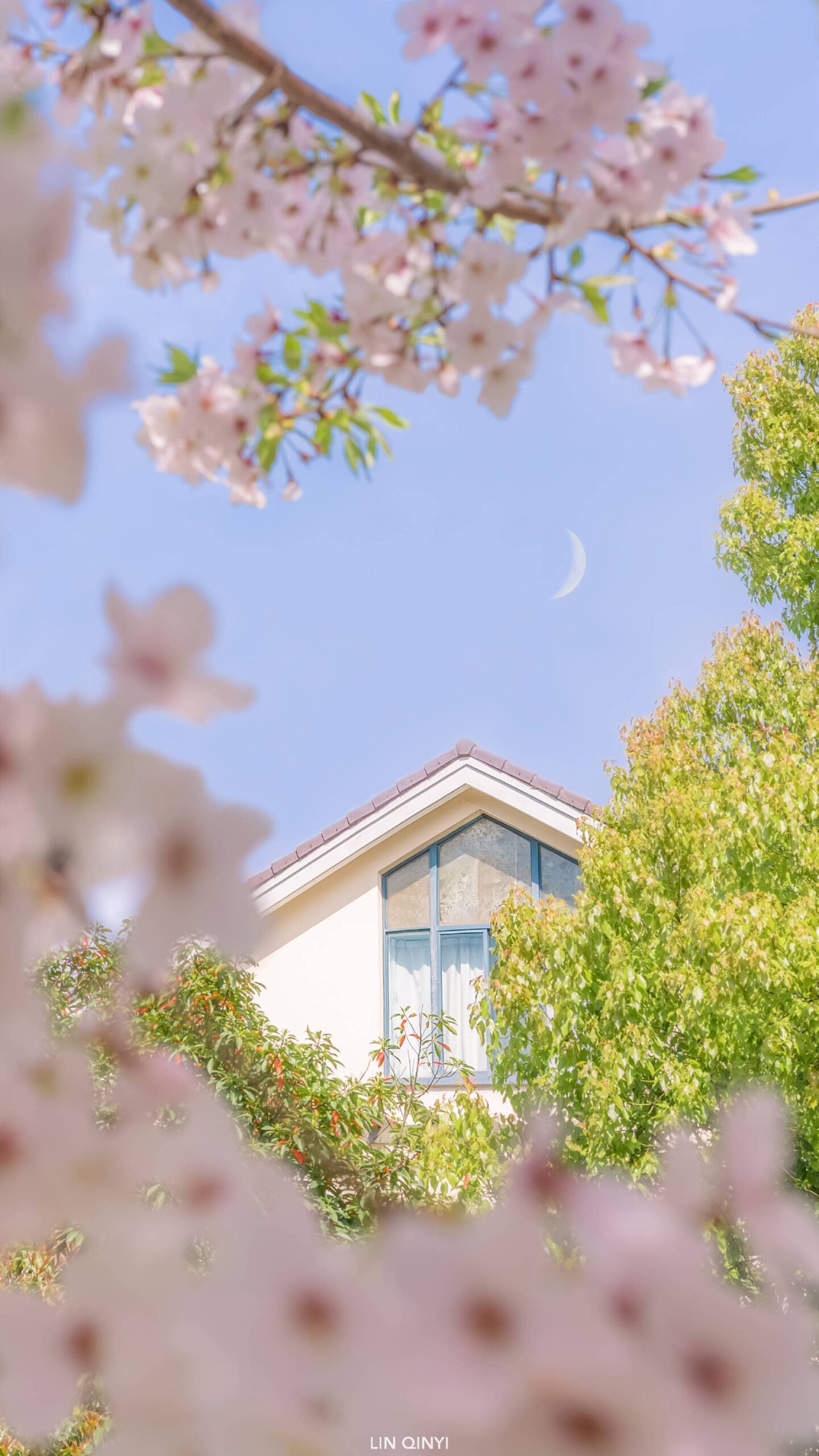 cherryblossom sakura house crescentmoon