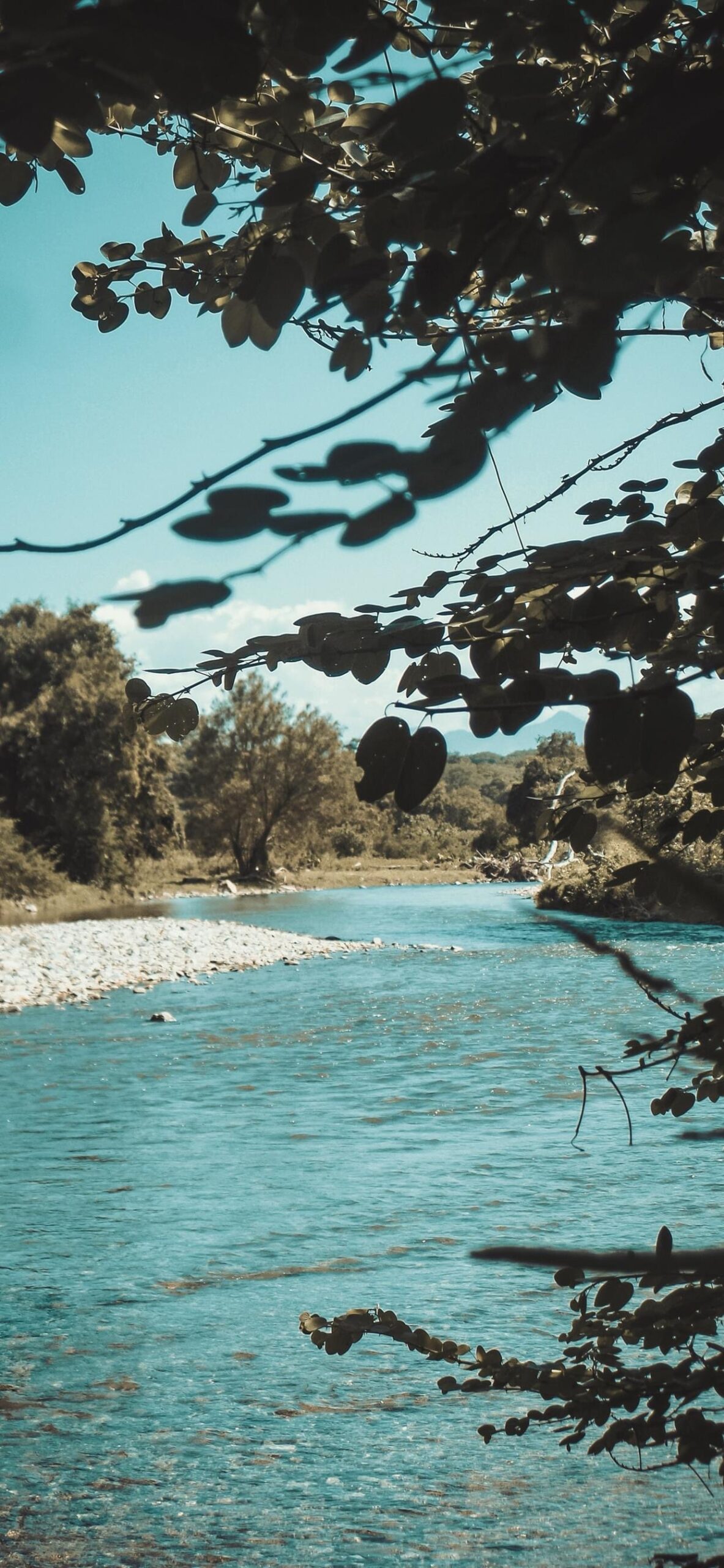 river clearwater stream forest gravel
