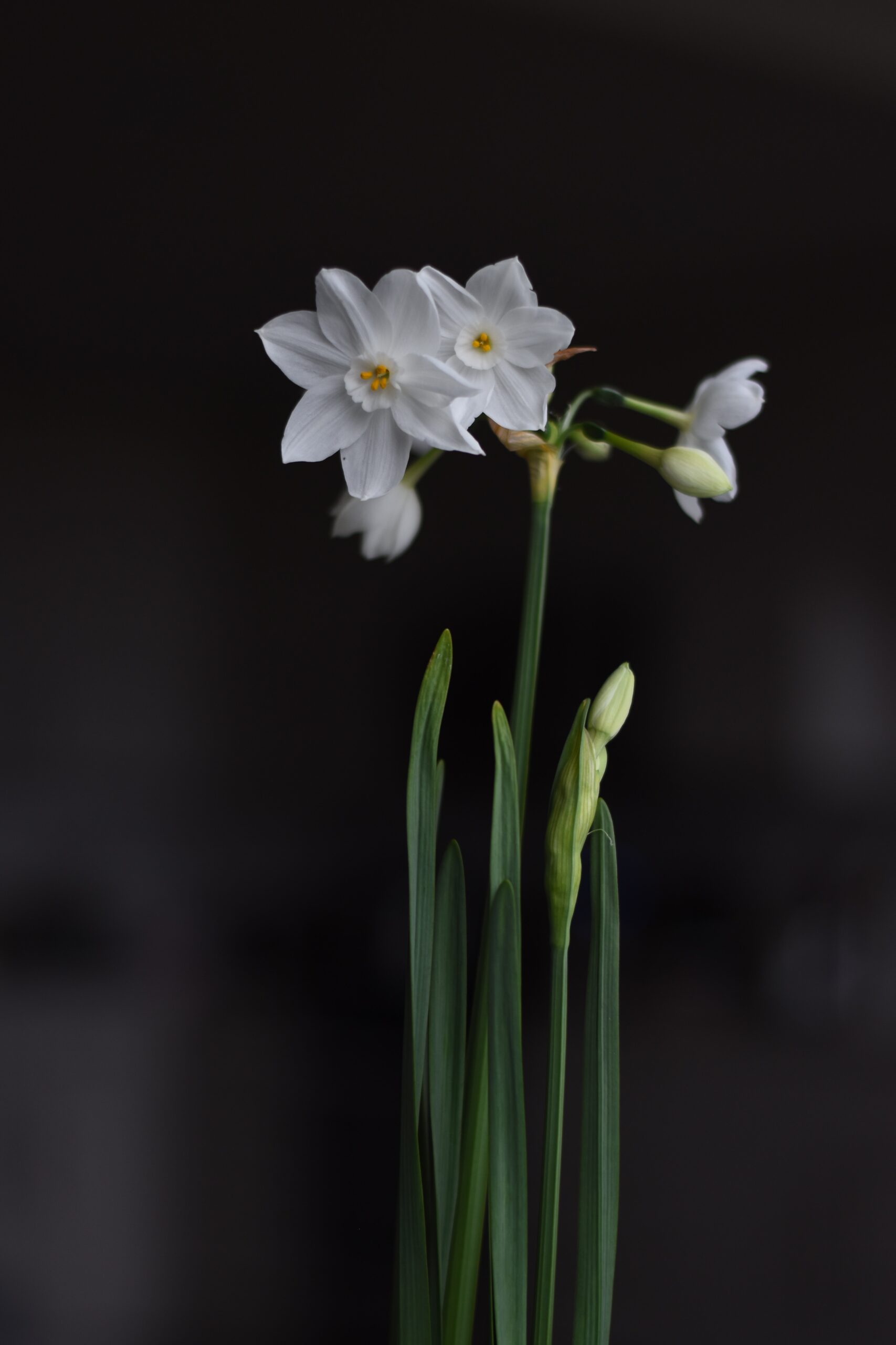 daffodil flower white narcissus