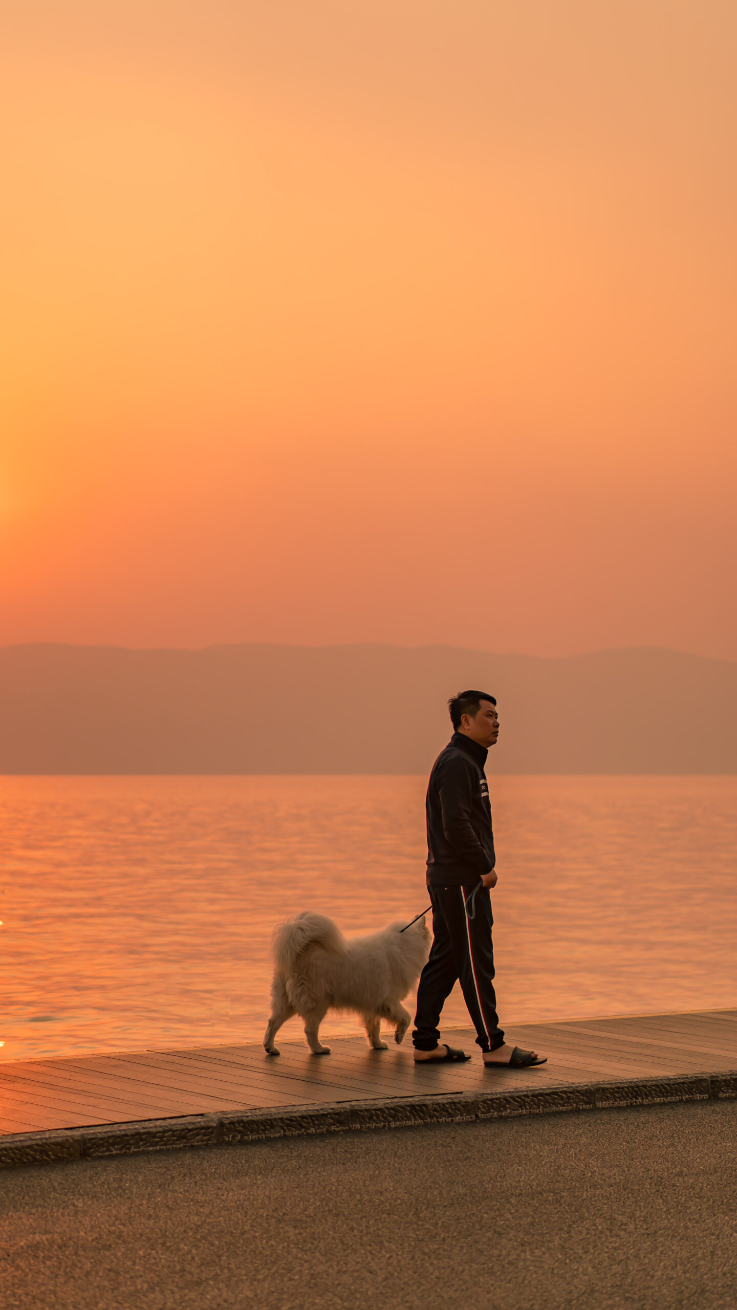 sunset dog samoyed leash man walking