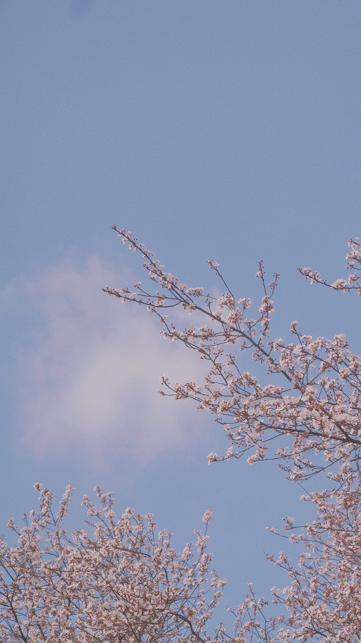 cherryblossom flowers pink blue sky