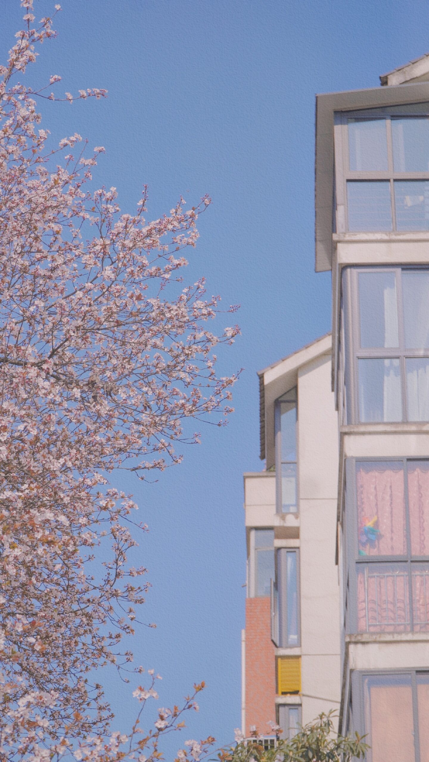cherry blossom pink tree apartment
