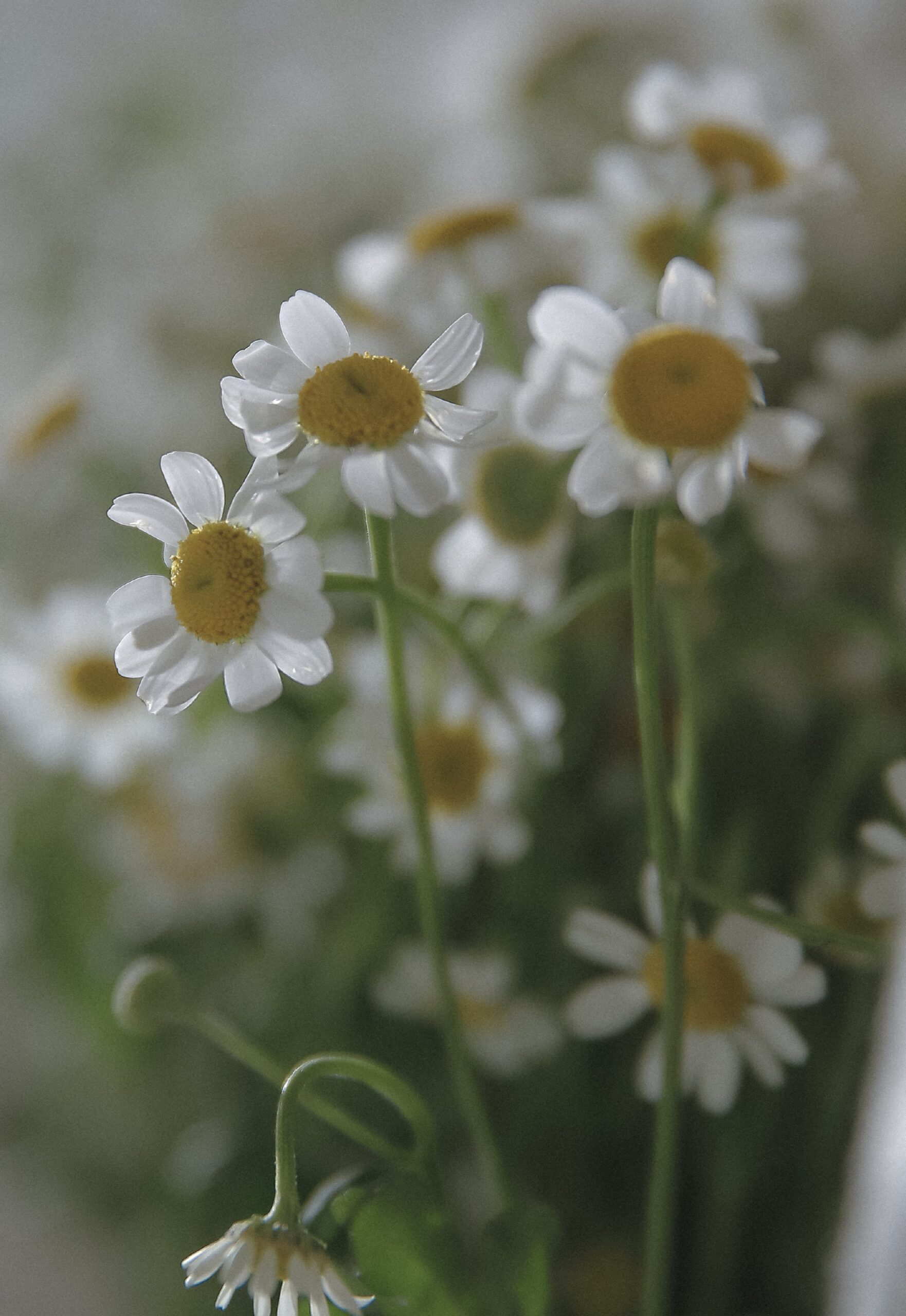 chamomile flowers daisy macro close up