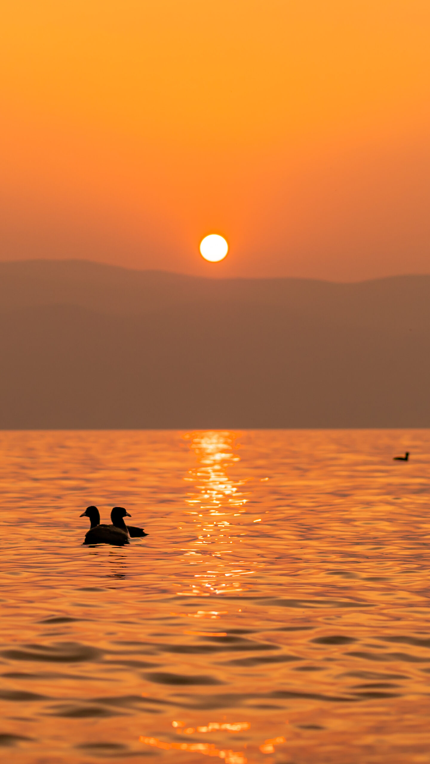 sunset ocean lake water ducks birds