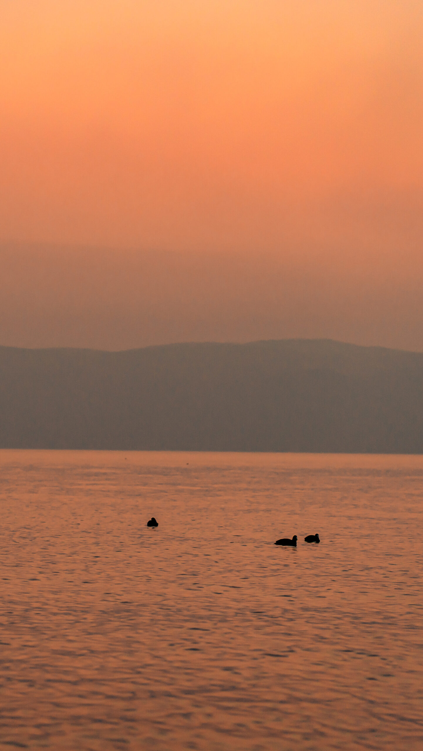 sunset ocean lake water birds ducks