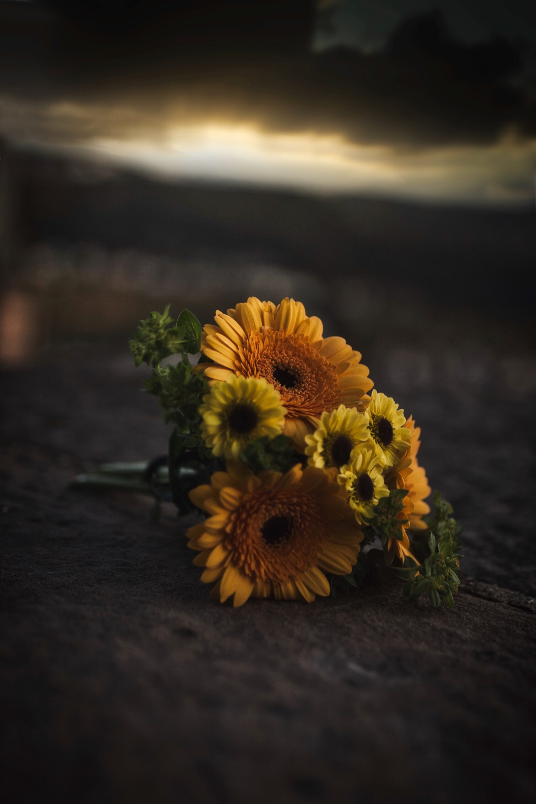 sunflower gerbera dark moody still life