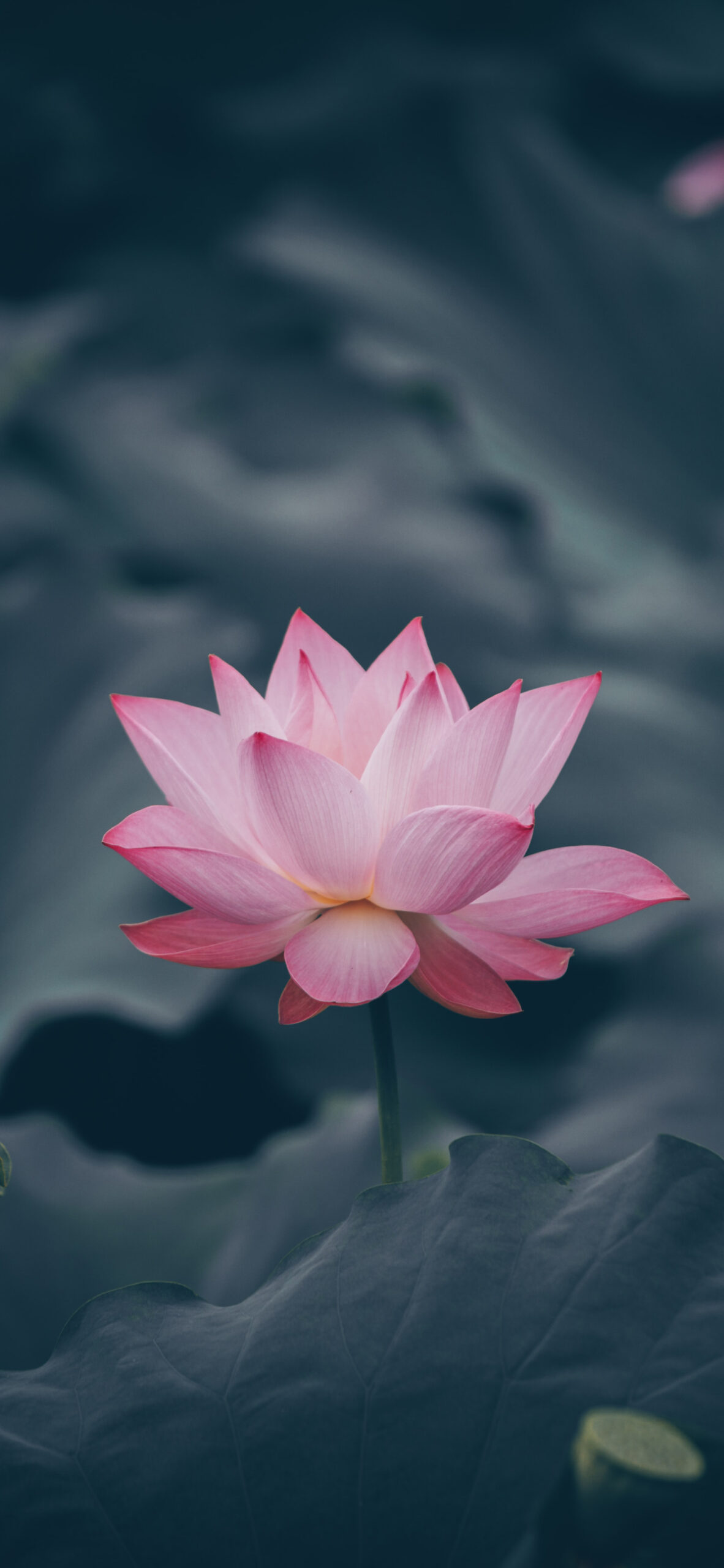 pink lotus flower bloom water lily pad