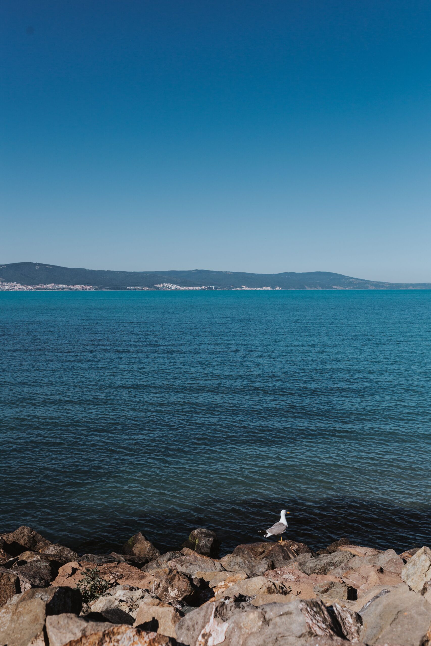 sea ocean blue water horizon gull