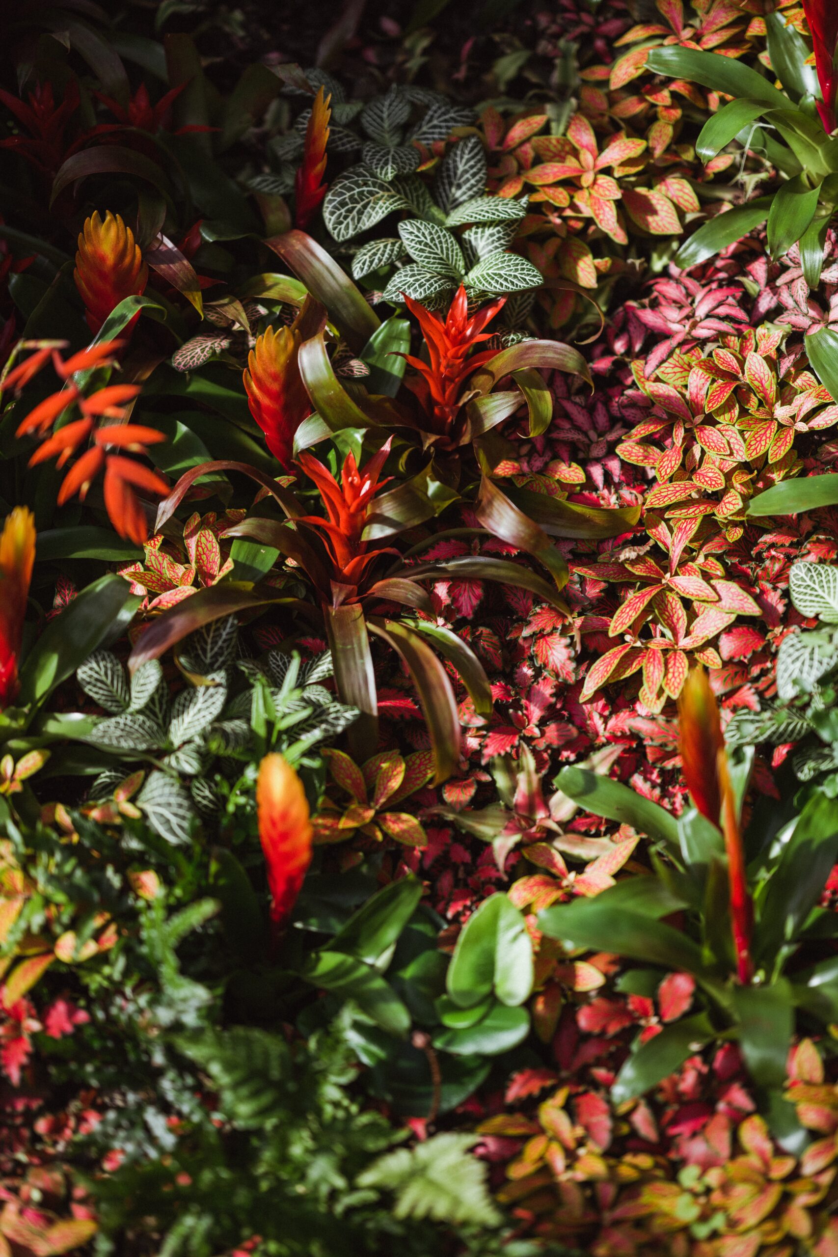 tropical plants indoor garden bromeliad