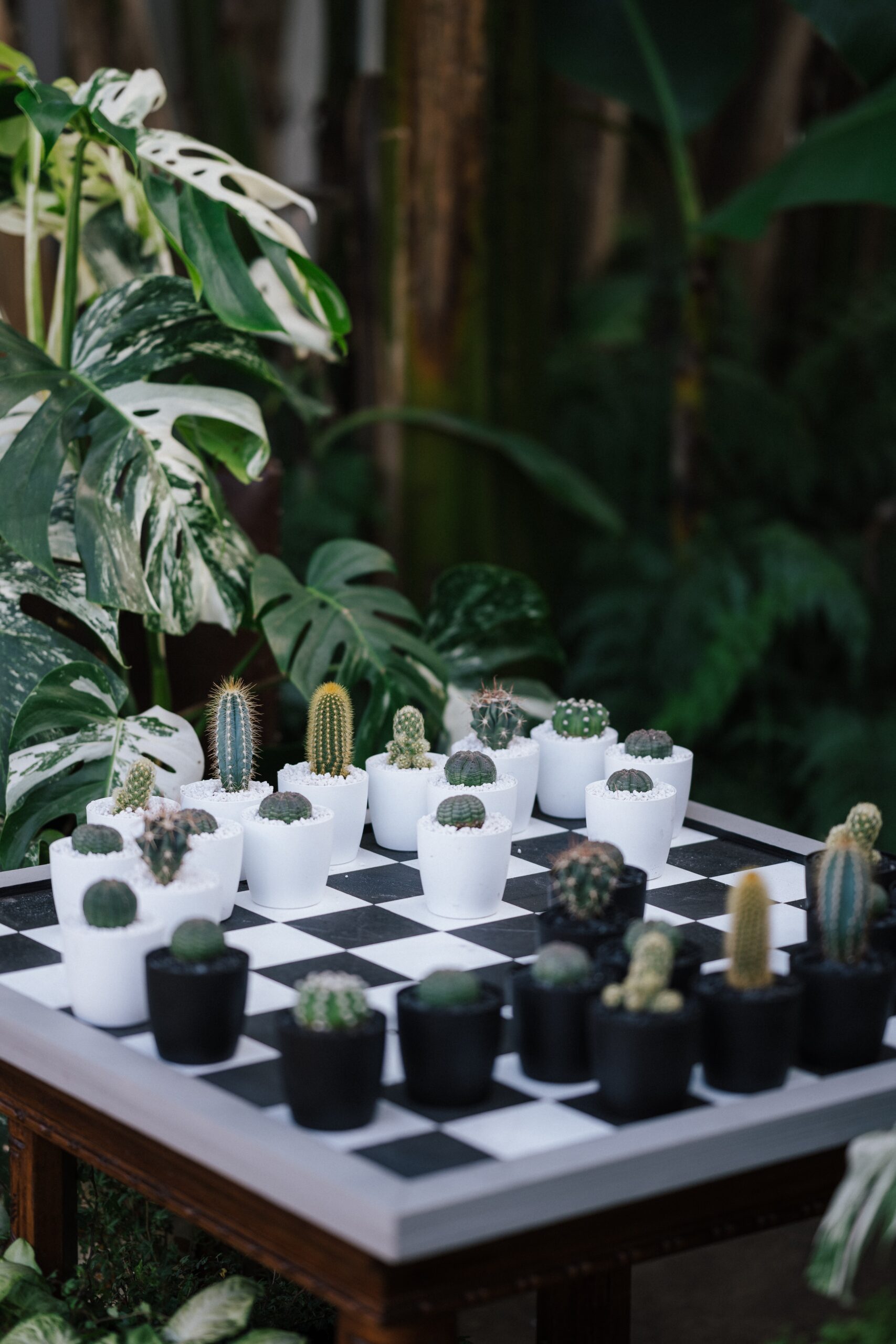cactus chess succulents creative design