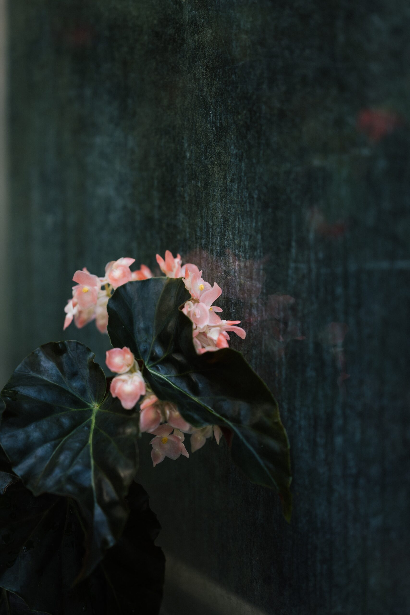 begonia flower dark background