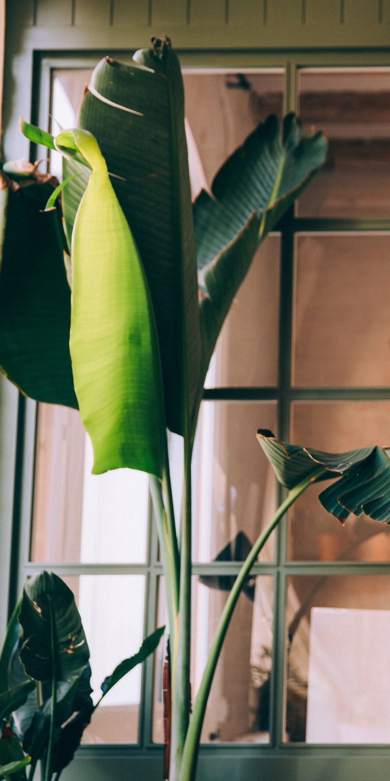 bird of paradise plant indoor