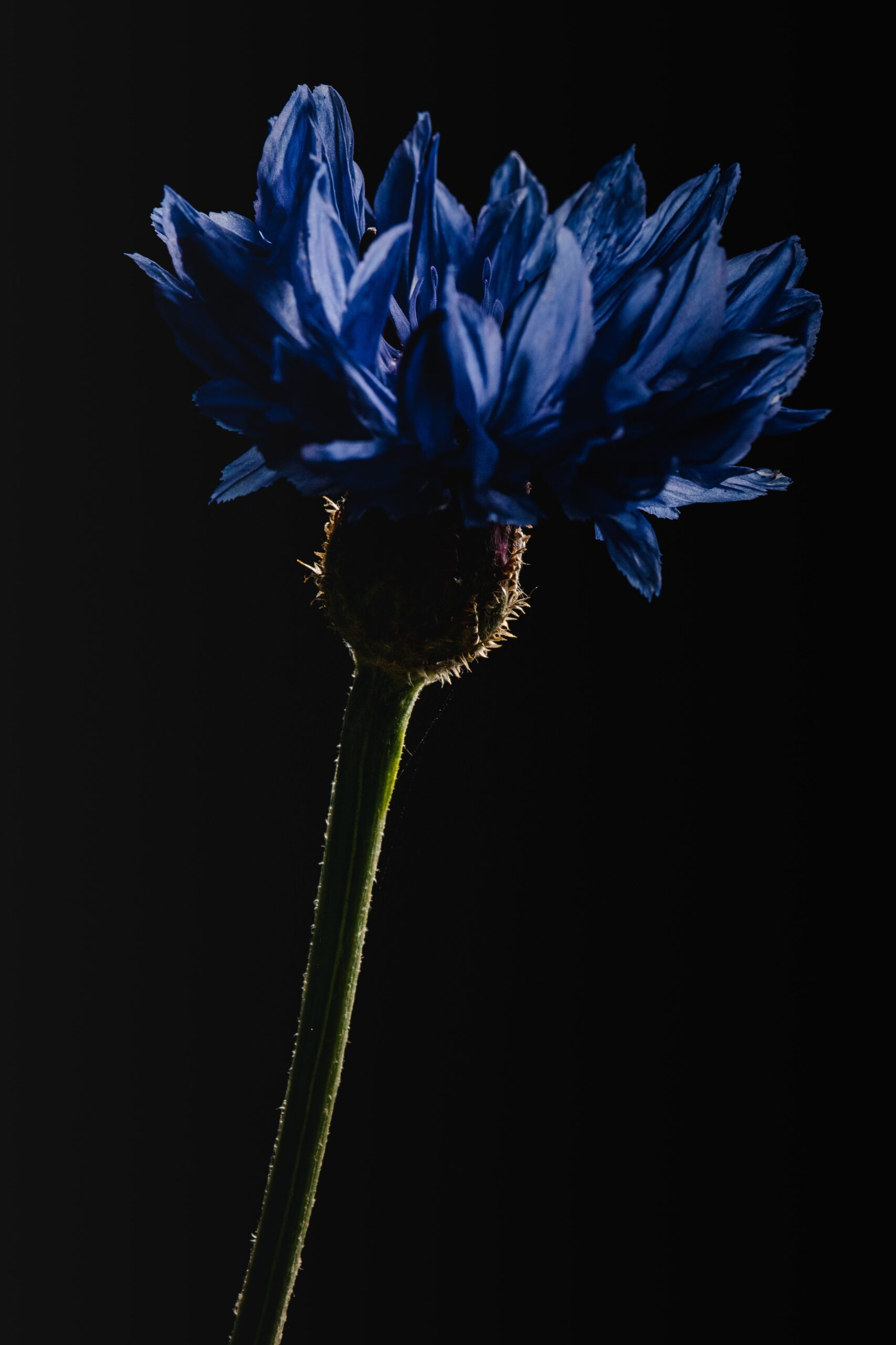 blue flower cornflower floral nature