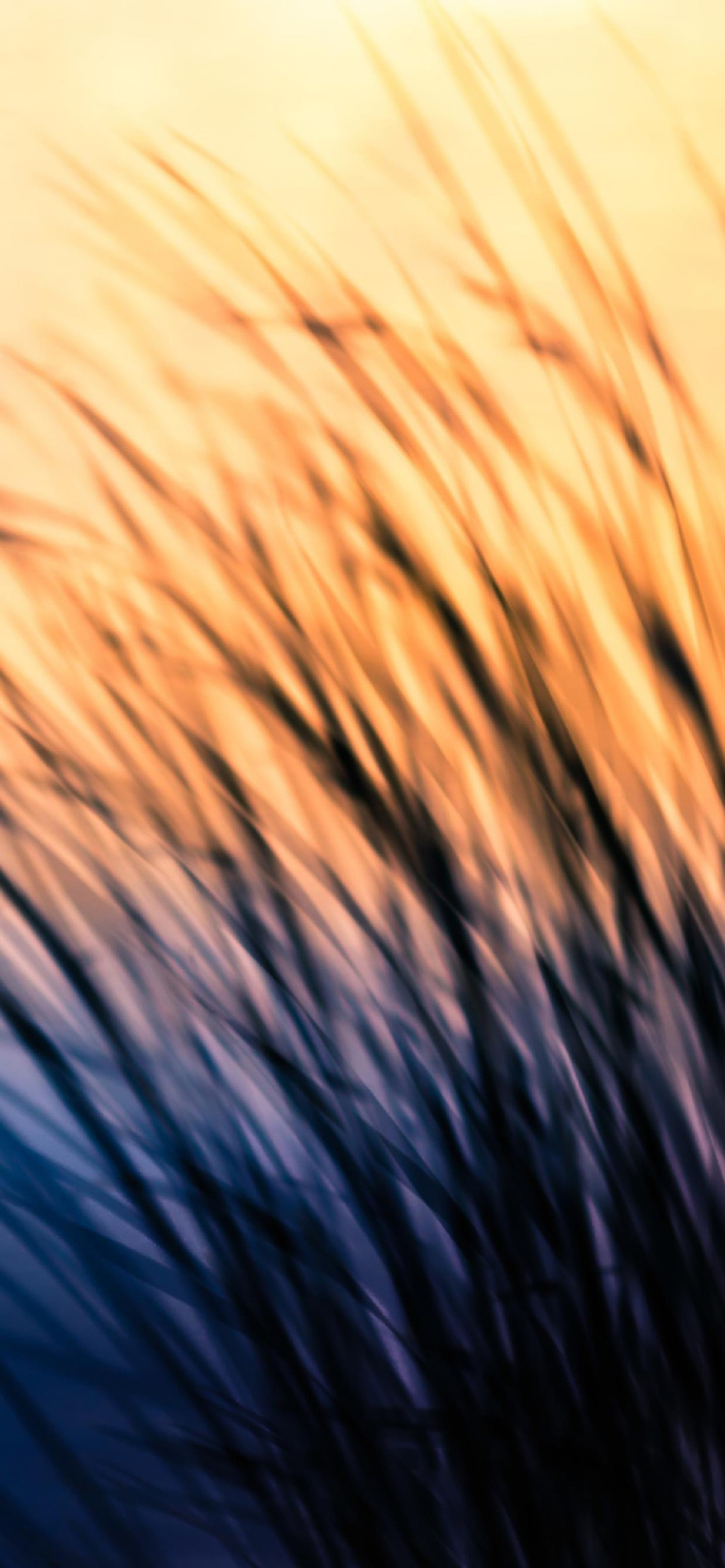 grass sunset blurred motion bokeh