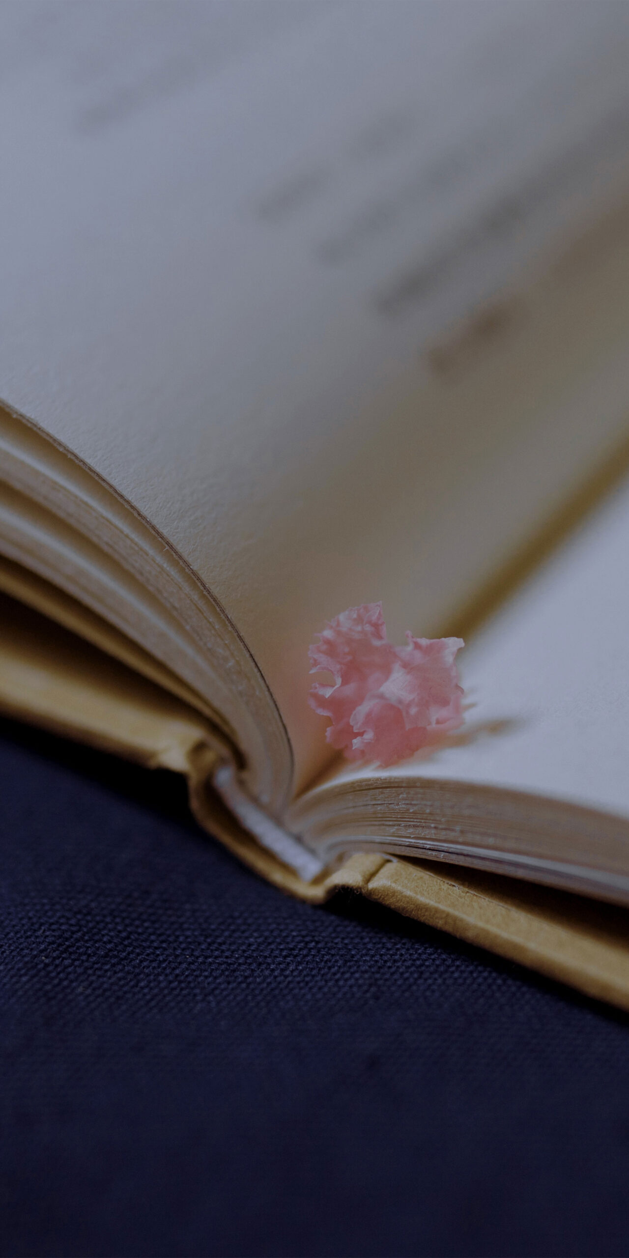 open book flower petal soft focus