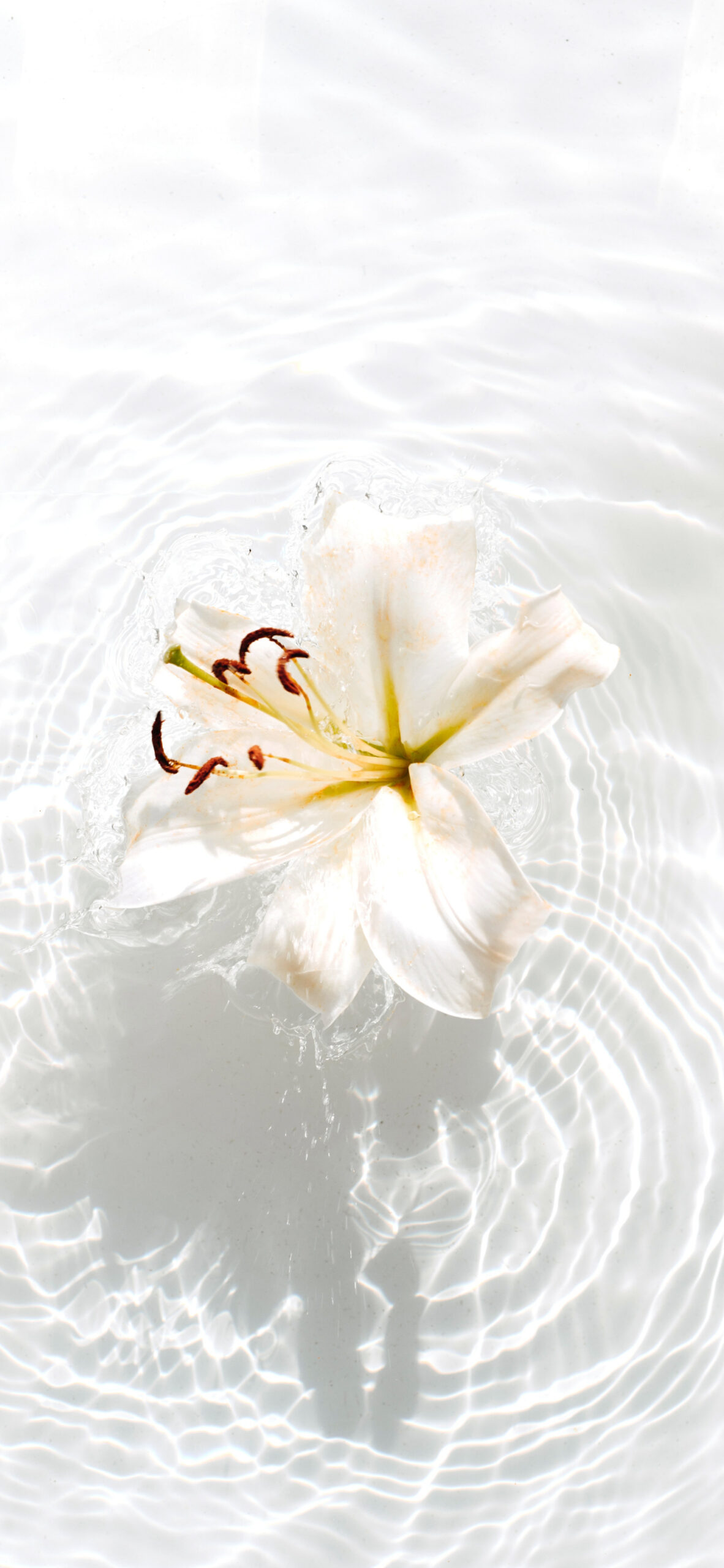 white lily water ripple floating flower
