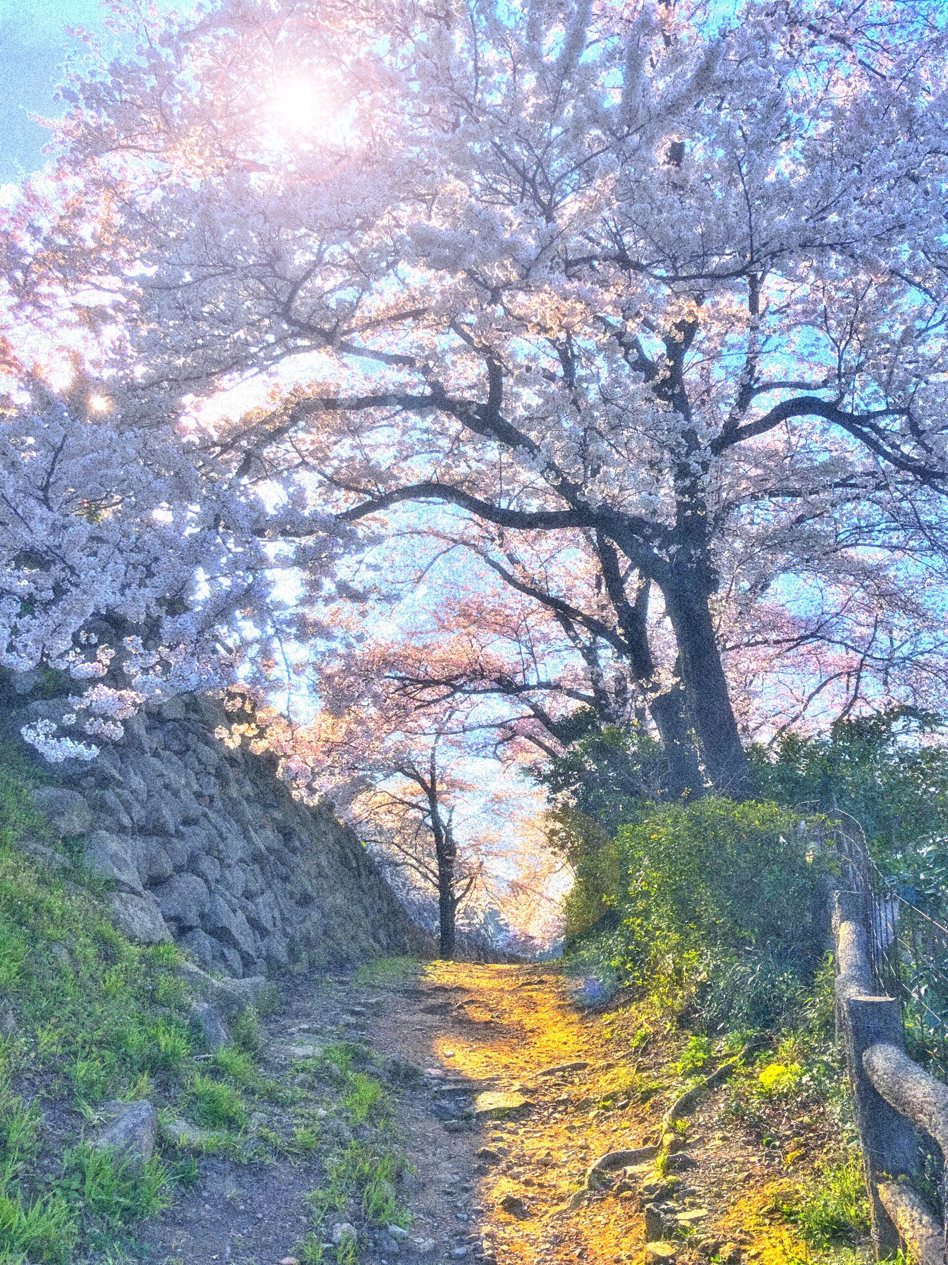 cherry blossom sakura spring path pink