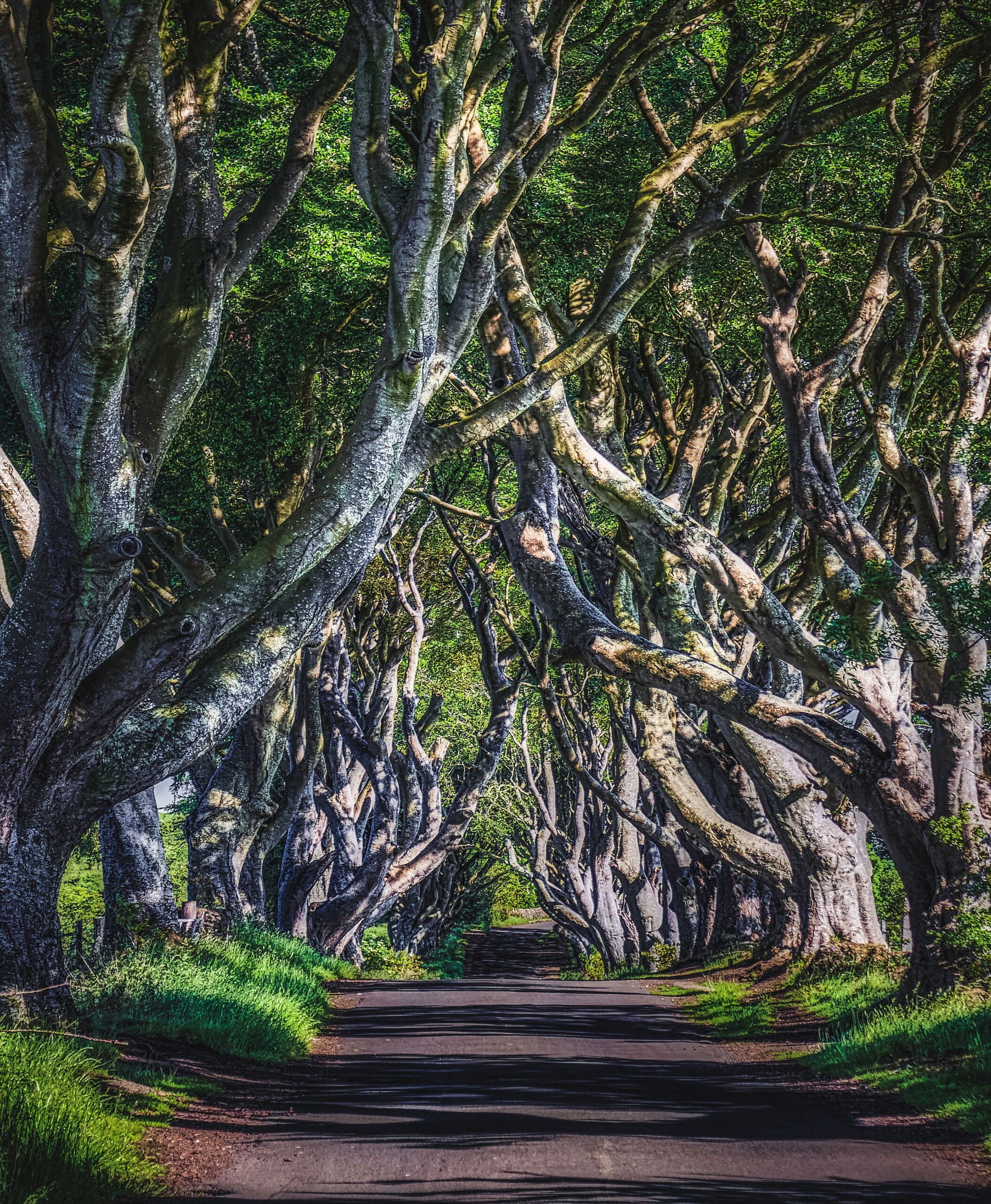 dark hedges trees beech forest ireland