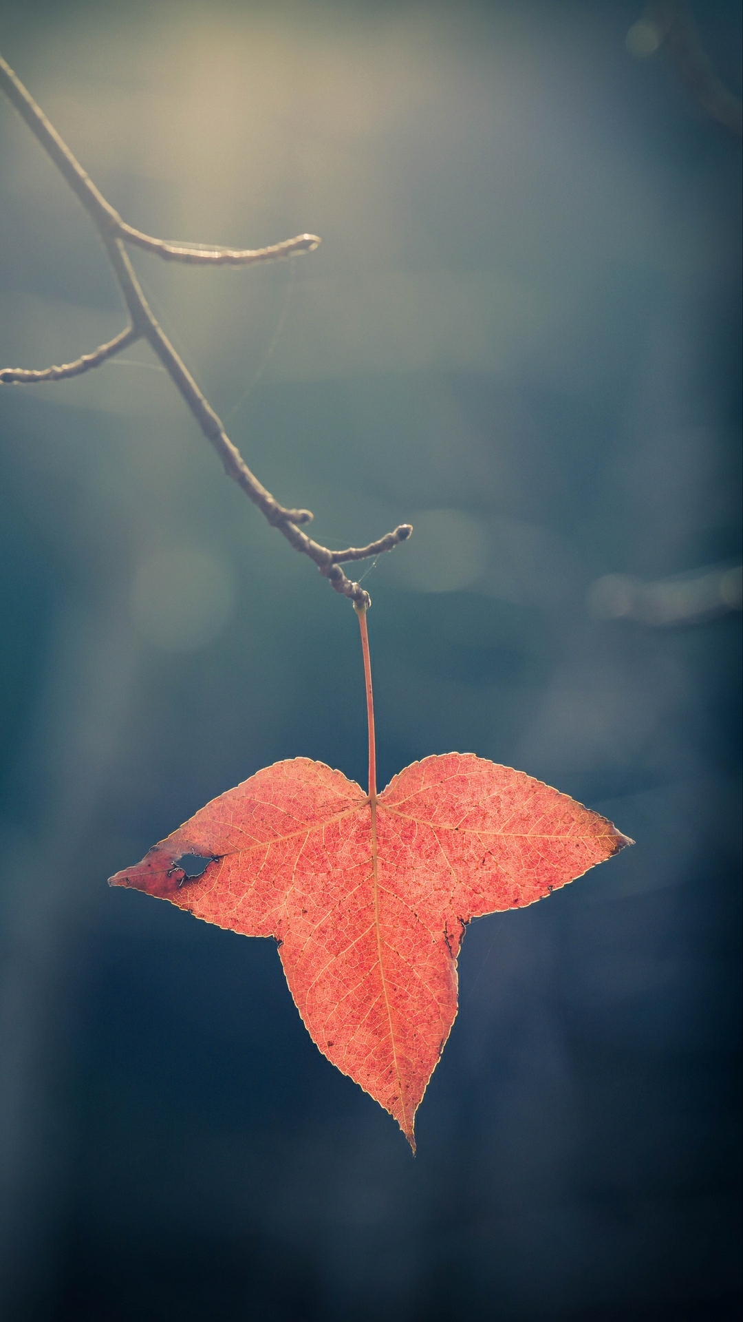 autumn leaf maple leaf red leaf nature