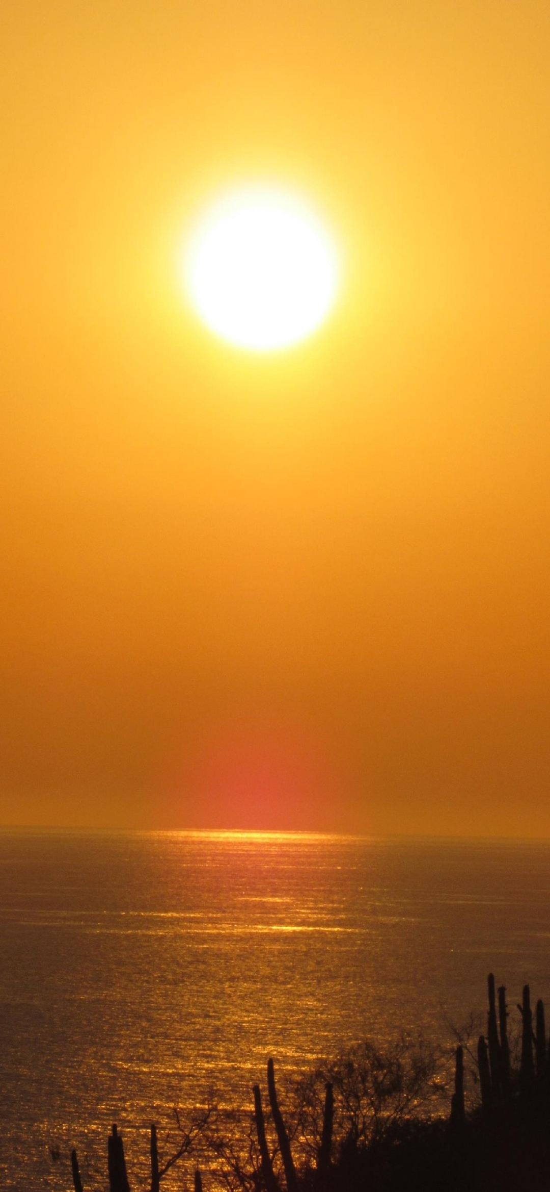 sunset cactus desert ocean orange sky