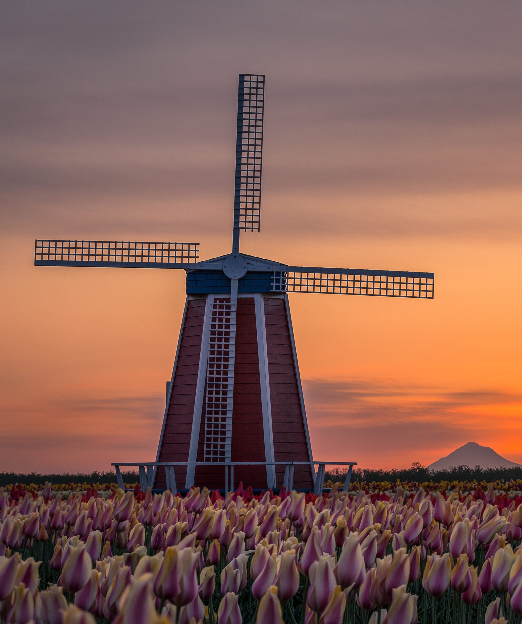 windmill tulips flowers sunset dusk