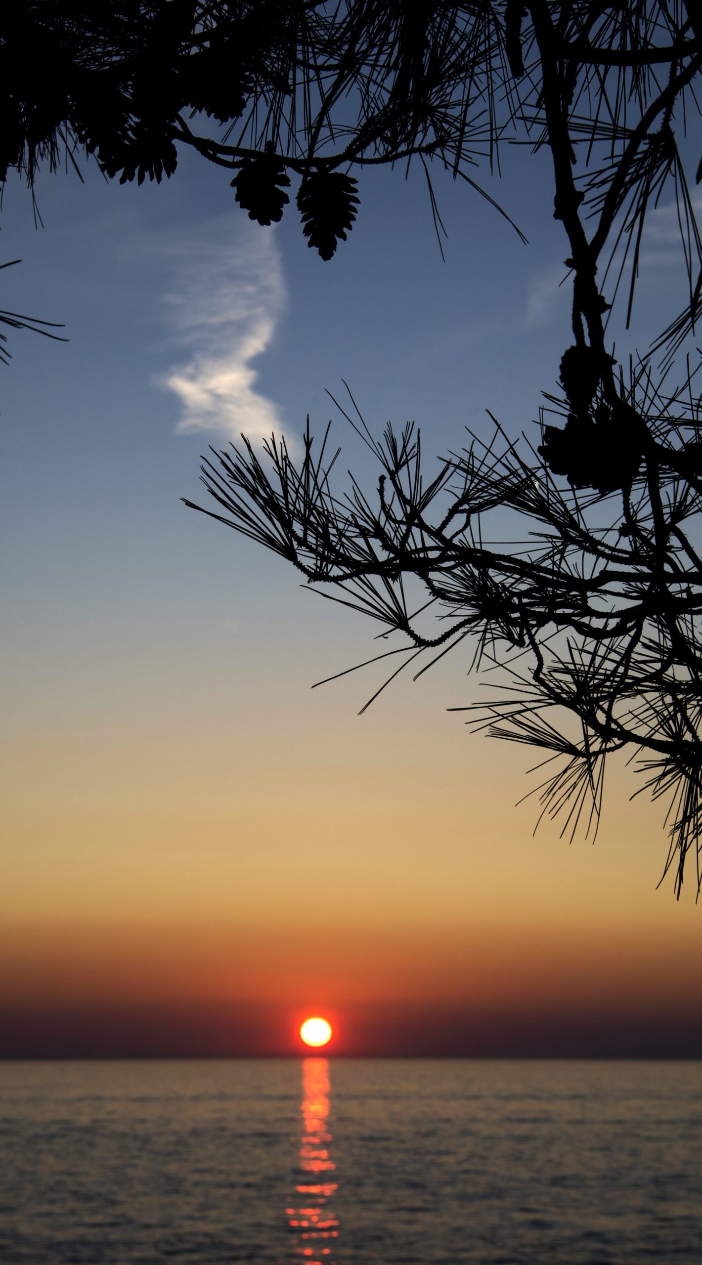 sunset ocean pine tree silhouette sea