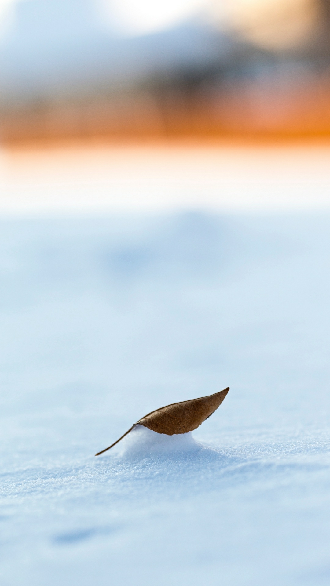 winter landscape snowy field dry leaf