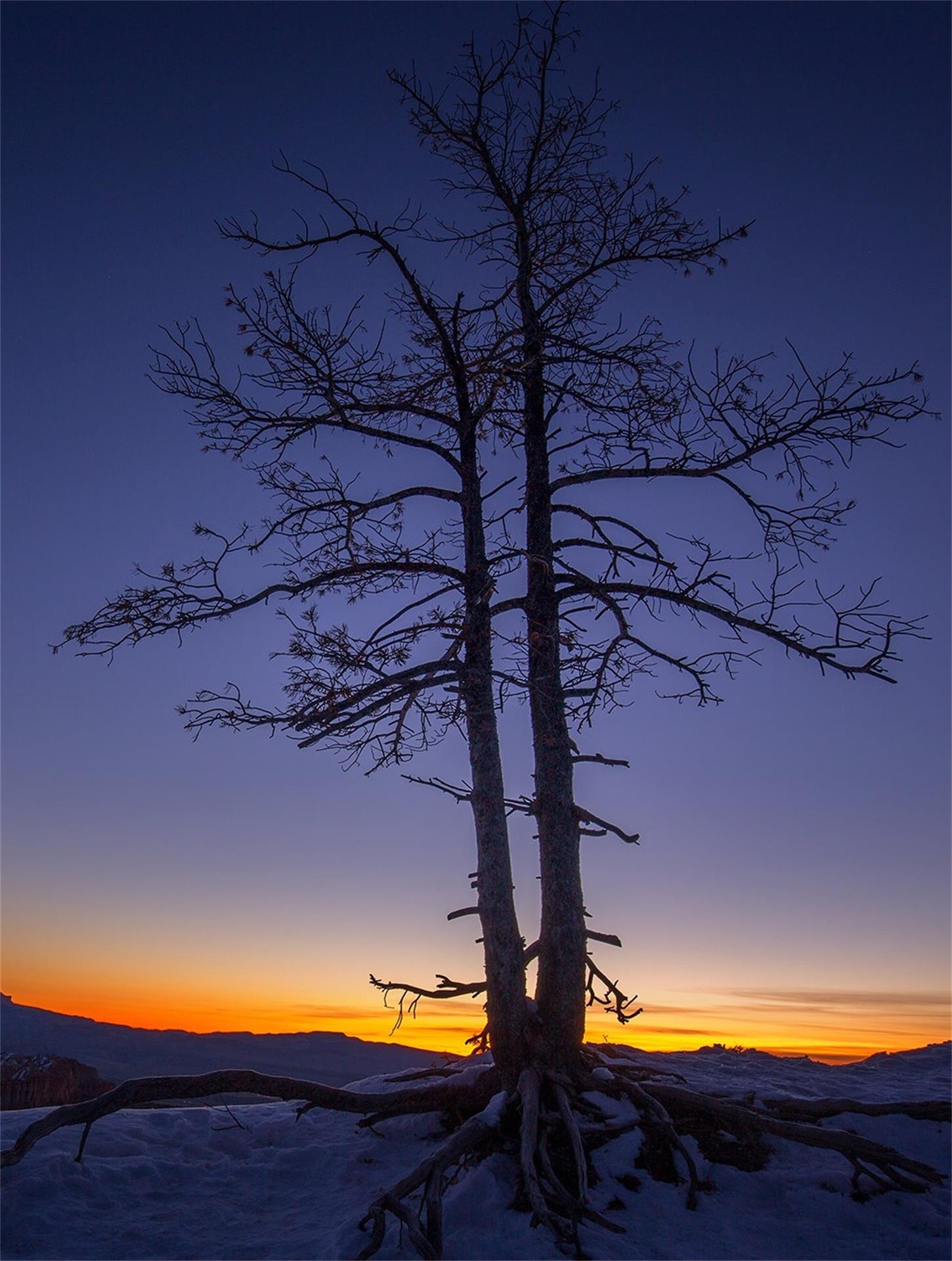dead tree silhouette sunset twilight